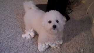 It's Hard to Walk with Snowballs Stuck On You !   - Bichon