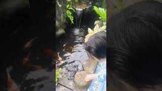 kampung halamanku ada kolam ikan dirumah eyang #kampunghalaman #kampunghalamanku #kolamikan #kolam