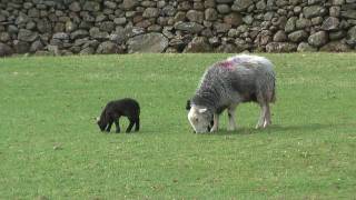 Lake District National Park: Springtime lambs