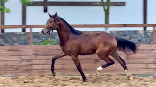 filly Zeona by Blue Horse Zackerey - Franziskus FRH *2023, 1 year, Oldenburg, dressage