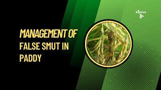 Management of False Smut in Paddy