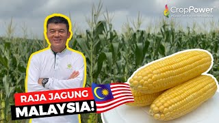 LARGEST Sweet Corn Farm in Malaysia: Unveiling Secret Variety!