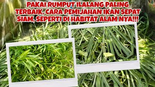 PEMIJAHAN ALAMI IKAN SEPAT SIAN PAKAI RUMPUT ILALANG!!!