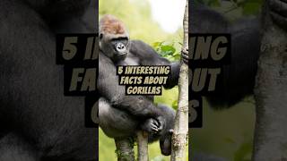 5 Interesting Facts About Gorillas