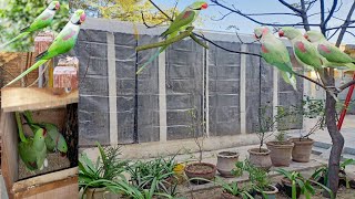 raw parrots breeding setup........       Beautiful mini zoo tour | animal vlog | Bhaun chakwal birds