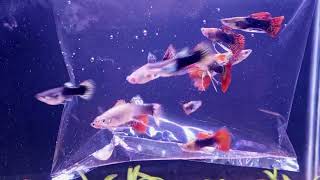 Mosaic Ribbon Guppy Breeding Pairs