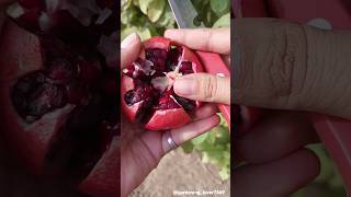 Organic fruit farming 🫐🫐🍒🍓🍒 #organicfarming #fruitcutting #fruitharvesting @gardening_lover7469