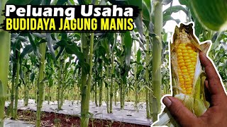 Peluang Usaha Budidaya Jagung Manis.