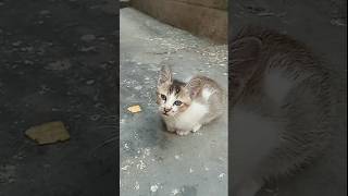 Cat video/ Cat meowing/ Cat sound 🐈 #shorts #cat #pets #baby