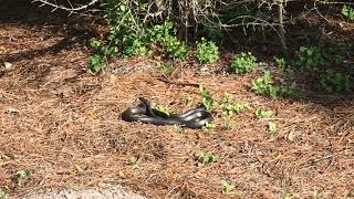 A snake and a lake. The Villages Florida