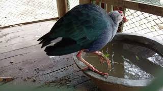 Kalim Bird is Drinking Water and Walking Around Kalim Bird Sound Animal Theater