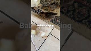 Babies playing