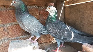 Breeder pair setup ki progress update #masadbirds #pair #breeder