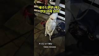 제주도민만 아는 민물장어 낚시 포인트