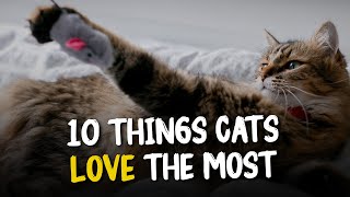 10 Things Cats Love The Most