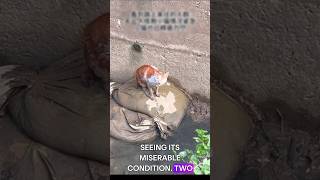 People Rushed Hearing the Cat Cry! Amazing Rescue from the Drain ❤️ #shorts