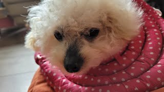 Clever Old Poodle: 'Bun' Making His Own Bed #olddognewtricks #poodle #mansbestfriend