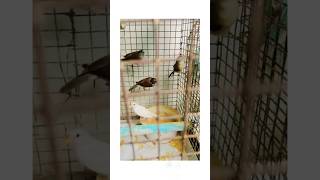 Zebra finch sounds #shorts #viralvideos #bird #nafeespigeon