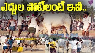 ఎద్దుల పోటీలంటే ఇవీ.. || Briefcase