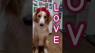 🌹L is for...🐕 Be our VALENTINE #valentinesday #love #collie #dogmom #lovedogs #trend #cutedog #puppy