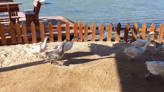 Breakfast in Djerba,  but not alone