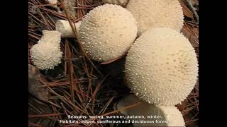 Lycoperdon perlatum. Champimaginatis. English Text.