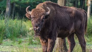 Bison und sein Ruf #tiergeräusche #tiere