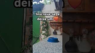 #gatosengraçados #viralvideo#gatos #gatofofo#pets #memes#edit#gatos #cat #brasil#minicraft #whiskas