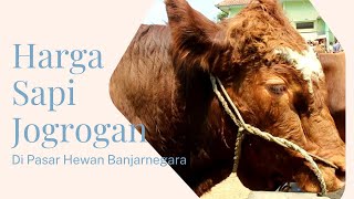 Harga Jogrogan Sapi Jantan Terkini di Pasar Sapi Banjarnegara