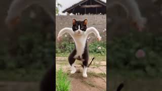 Cat Dance 🥱🤣#trending #bhojpuri #video #funny #shortvideo #pawan #shortvideo #short #dance