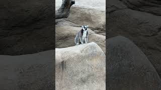 King Julien #madagascar #lemur #zoo #kingjulian #rvliving