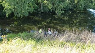 Redding gewonde zilverreiger gelukt! 15-6-20