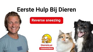 Wat is reverse sneezing?