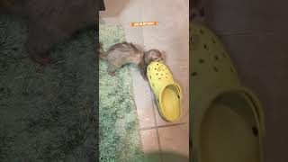 Crocs are so cool even your pet ferret wants a pair.