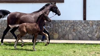 colt by Glamourdale - Fürstenball *2023 Oldenburg