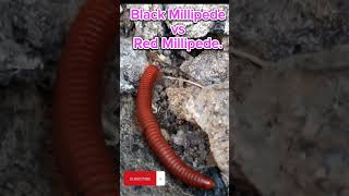 Black Millipede vs Red Millipede.