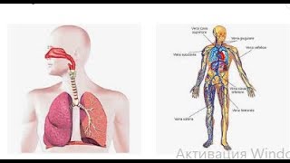 APPARATO RESPIRATORIO e APPARATO CARDIOCIRCOLATORIO. PRIMO SOCCORSO. CORSO OSS. Futuri OSS))))