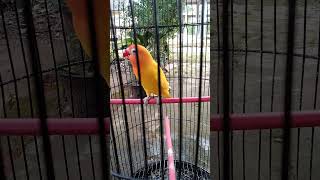 Lovebird Ngekek Pagi Pagi Bikin Lb Fighter