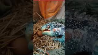 NAGA MAKAN TELUR⁉️⁉️😱😱 #shortvideo #viral