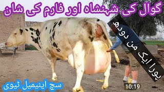 03466152628| girlando cows |jersey cows|Australia cows| cholistani cows|such animal tv