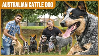 AUSTRALIAN CATTLE DOG - RAÇA EM PASTOREIO E EXPOSIÇÕES