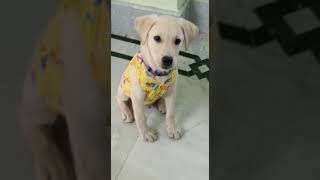 Always in playing mood #short #puppy #puppylove #dogs #doglover #youtubeshorts #youtubeindia