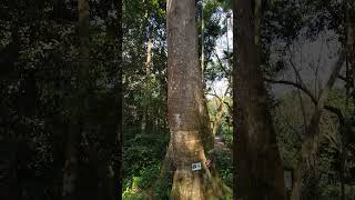 MOST DEADLIEST TREE IN CHINA.#china