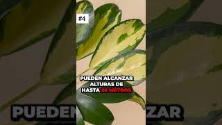 Lo que nadie te contó sobre las ARALIAS: ¡preparate para conocer esta hermosa planta!