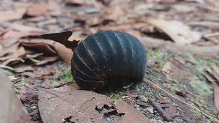 pill bug millipede #indonesia_orangutan_tours #tanjungputingnationalpark #bug