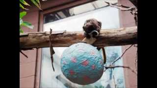 Cute monkey finds first Easter egg at ZSL London Zoo!