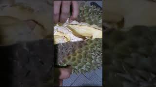 Belah Duren #Durenbawor #durenlokal #kebumen_explore