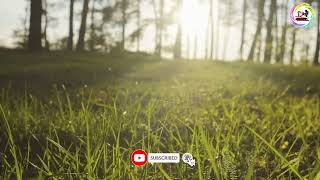 Green Grass Grows In A Pine Forest At Sunset