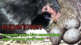 Mencoba Menetasakan Telur Burung Ruak Ruak Pake Indukkan Ayam Yang Lagi Angkrem