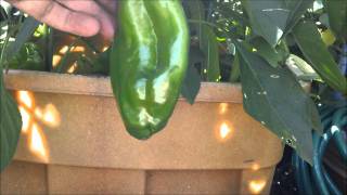 How to grow hot peppers part 10. Pepper profile: The Giant Marconi